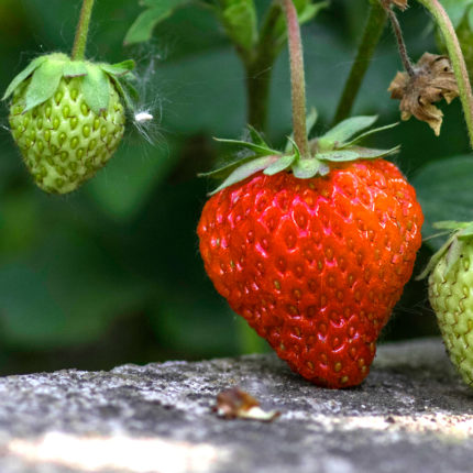 Sobre Emusa Fruit